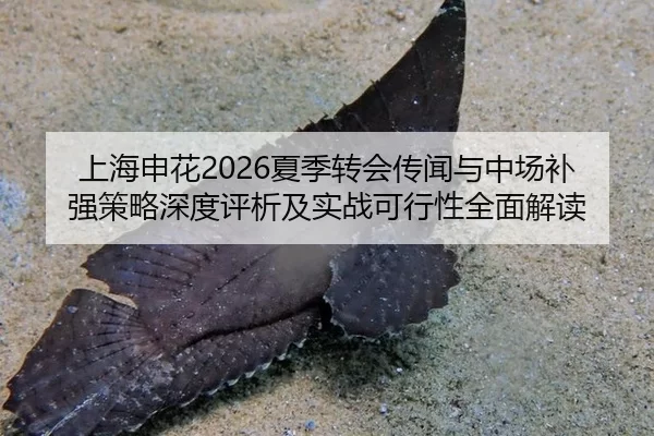 上海申花2026夏季转会传闻与中场补强策略深度评析及实战可行性全面解读